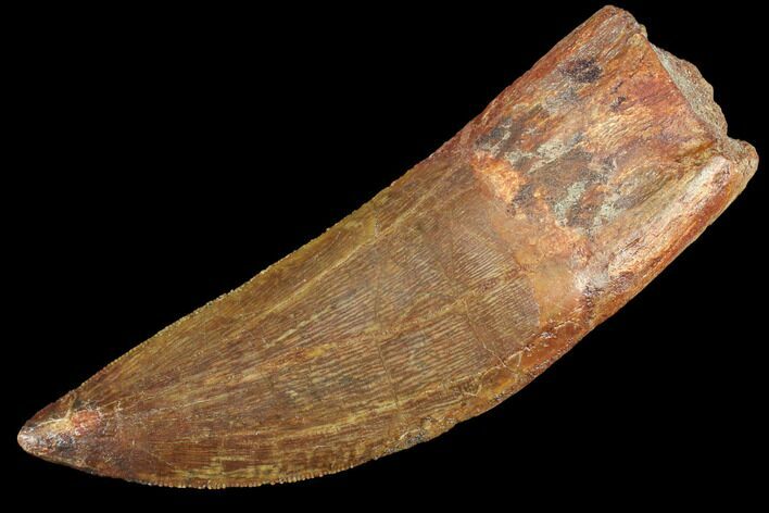 Large, Carcharodontosaurus Tooth - Real Dinosaur Tooth #85933